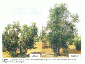 עצי זית מהזנים ברנע ואסקל צילום: שמעון לביא