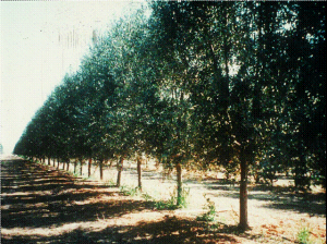 עצי זית. צילום: שמעון לביא